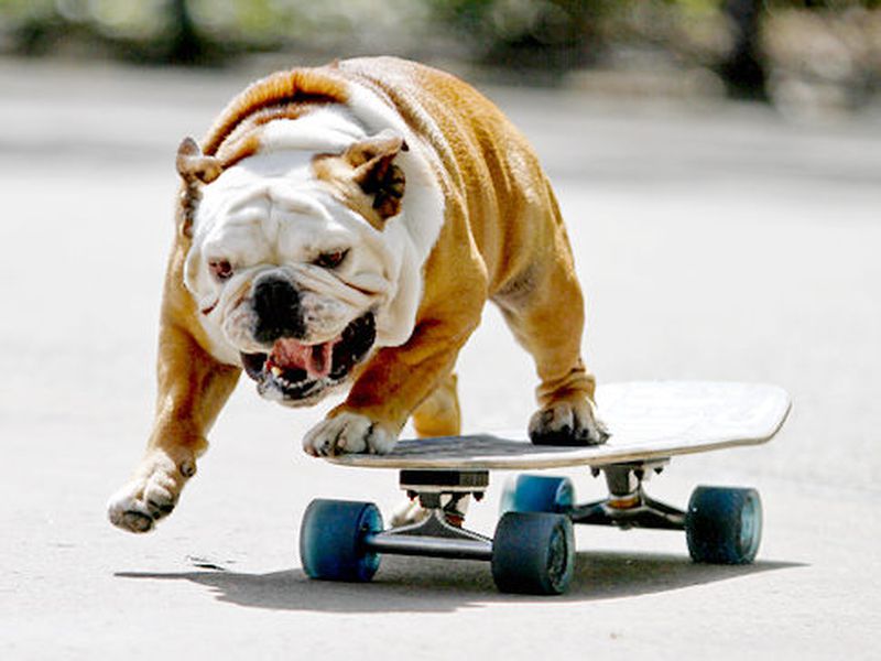 Як навчити собаку кататися на скейтборді: 9 кроків до досконалості