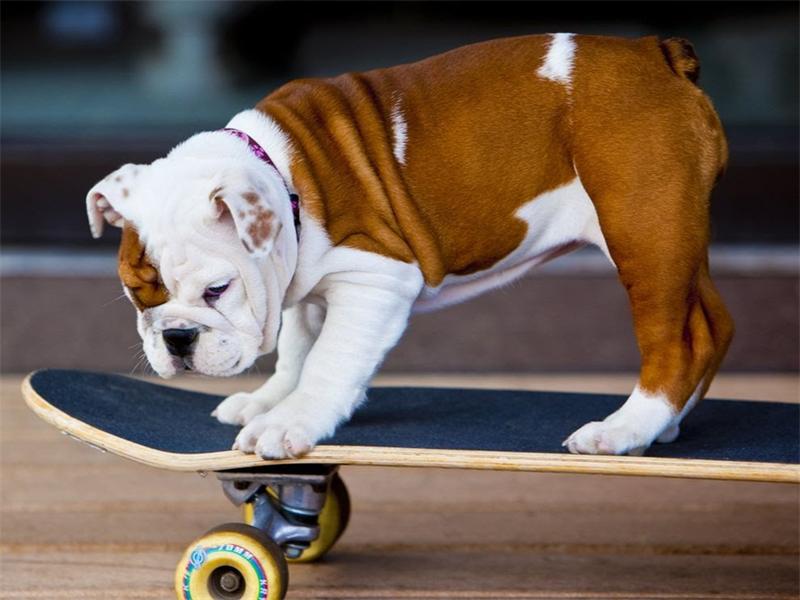 Як навчити собаку кататися на скейтборді: 9 кроків до досконалості